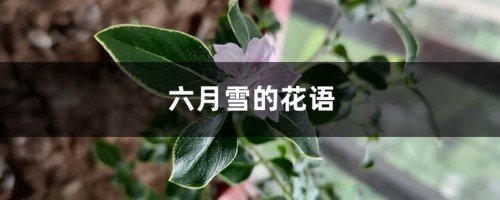 六月雪的花语和寓意，有什么传说故事