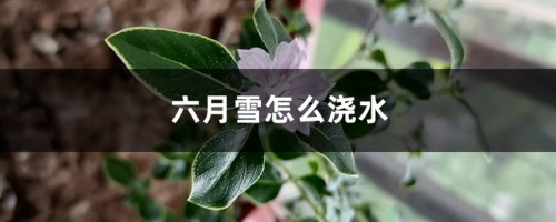 六月雪怎么浇水