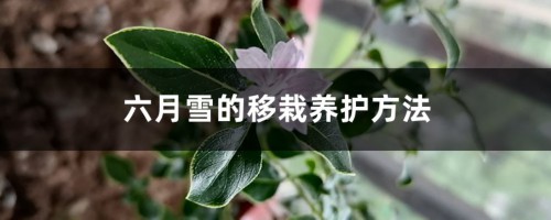 六月雪的移栽养护方法